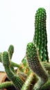 Photography of Stenocereus alamosensisÃÂ octopus cactusÃÂ orÃÂ cina